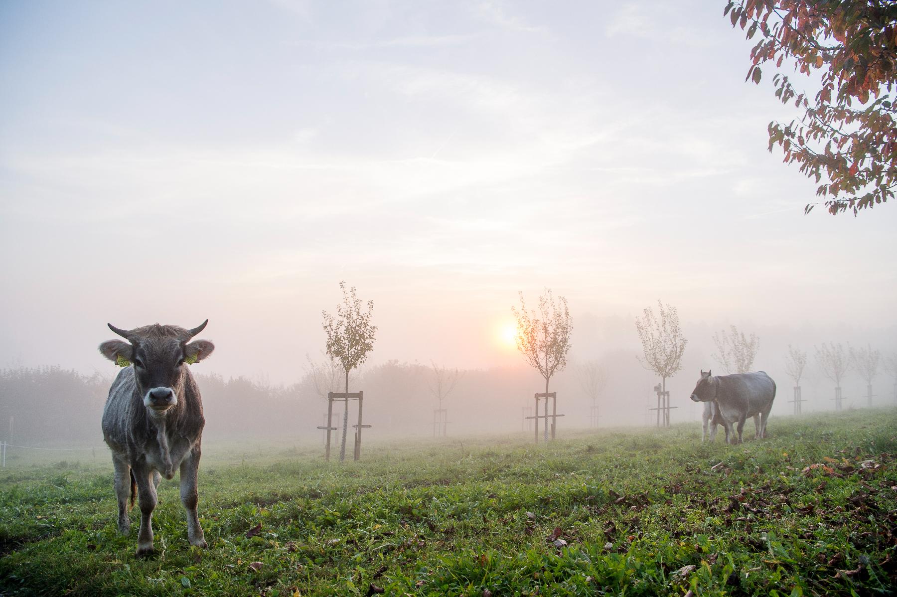Morgenstimmung-Archehof-RätischesGrauvieh