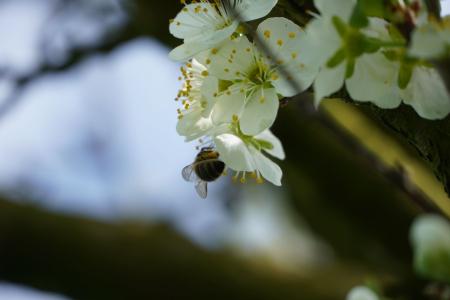 Frühling Archehof 2023 08.JPG