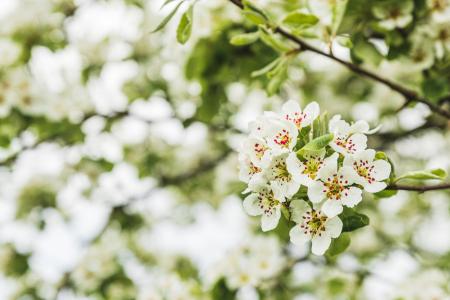 FrühlingsBlüten 2023 05.jpg