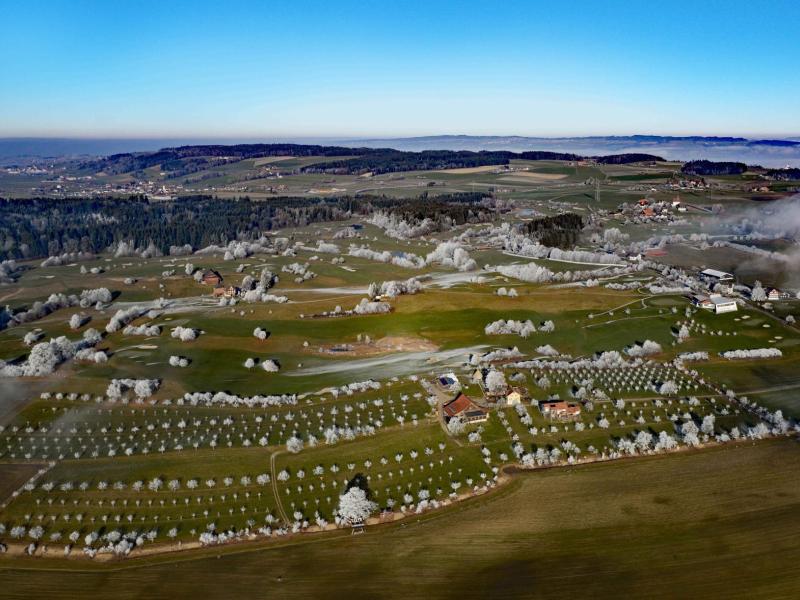 Luftaufnahme_Obstgarten_Patenbaum (2).jpg