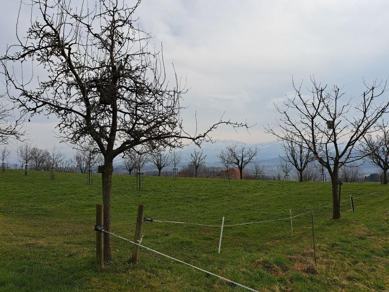 Ananas von Courtray.jpg