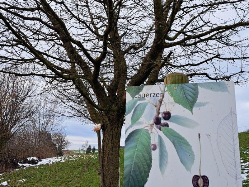 Lauerzer Rigikirsche